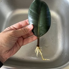 gummibaum gebraucht kaufen gummibaum gebraucht kaufen Buchbach
