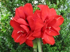 Amaryllis bulb double for sale  Greenwood