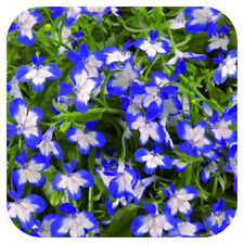 Lobelia superstar cutting for sale  LINCOLN