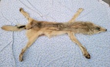 Grey wolf tanned for sale  Baker City