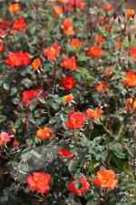 Warm welcome rose for sale  UK