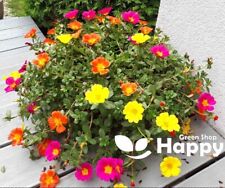 Moss rose single for sale  DONCASTER