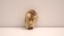 Ancien netsuke bois d'occasion  Marseille IX