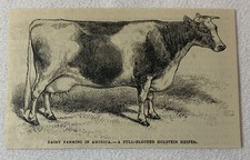 holstein heifer cow for sale holstein heifer cow for sale Wilmington