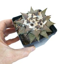 Ariocarpus retusus ll32 usato  Napoli