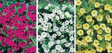 Calibrachoa trailing million for sale  UK