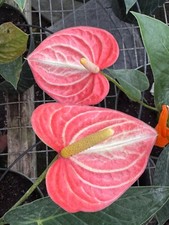 Anthurium livium orange for sale  Miami