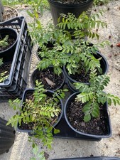 Aromatic curry leaf for sale  Raleigh