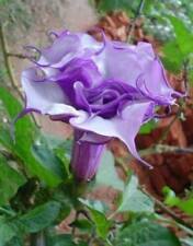 Datura metel double usato  Torino