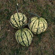 Squash harlequin finest for sale  SALISBURY