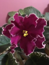 African violet polina for sale  LONDON