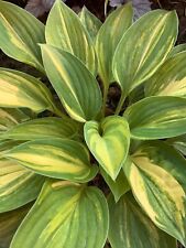 Hosta charlotte web d'occasion  Expédié en Belgium