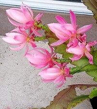Rare orchid cactus for sale  Hercules