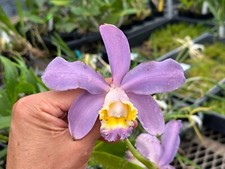 Blue form south for sale  Melbourne