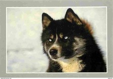 Animaux chiens husky d'occasion  Fruges