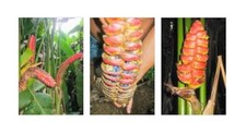 Heliconia imbricata helikonien gebraucht kaufen  Pfullingen