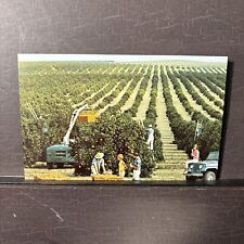 década de 1960? Cartão postal Willys Jeep in Orange Grove Harvest Florida vintage cromado UNP, usado comprar usado  Enviando para Brazil
