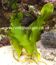 Caulerpa prolifera live for sale  CHELMSFORD
