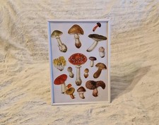 Vintage botanical mushroom for sale  OLDHAM