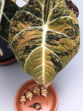 Alocasia rizoma aurea usato  Spedire a Italy