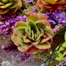 Live succulents ice for sale  Syosset