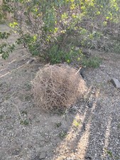 Large locally sourced for sale  Placitas