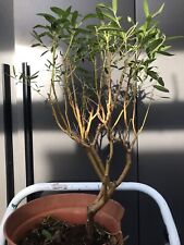 Large willow bonsai for sale  LIVERPOOL