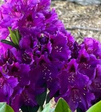 Florence parks rhododendron for sale  Mobile