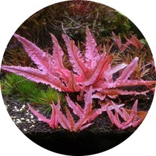 Cryptocoryne flamingo vitro for sale  HOUNSLOW