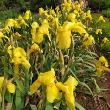 Iris germanica pianta usato  Villasalto