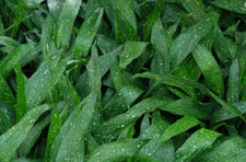 Aspidistra lurida cast for sale  DURHAM