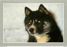 Animaux chiens husky d'occasion  Fruges