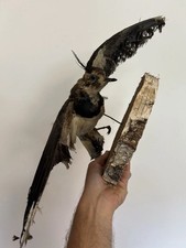 Tassidermia imbalsamato taxide usato Tassidermia imbalsamato taxide usato  Torino