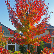 American sweet gum for sale  Saint Augustine