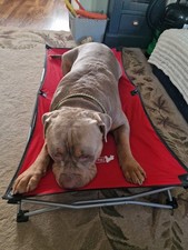 Folding elevated dog for sale  LASSWADE