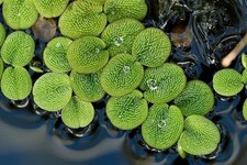 Salvinia natans stück gebraucht kaufen  Ruhpolding