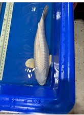 Japanese koi fish for sale  Shelbyville