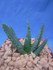 Aloe dichotoma starter for sale  Tucson