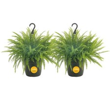red planters plants for sale red planters plants for sale Brentwood