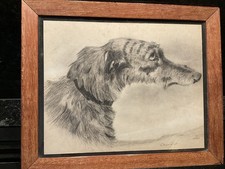 Head irish wolfhound for sale  IPSWICH