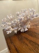 White coral display for sale  Elizabethtown