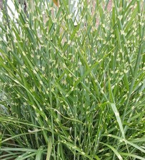 zebra grass for sale zebra grass for sale CHELMSFORD