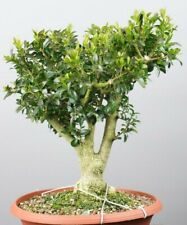 Bs02110 bonsai bux gebraucht kaufen  Immenstaad am Bodensee