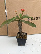 Euphorbia spec kakteen gebraucht kaufen  Stuttgart