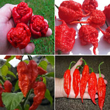 Carolina reaper trinidad for sale  HEMEL HEMPSTEAD