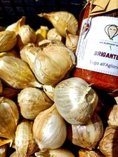 Aglione della valdichiana usato  Sinalunga