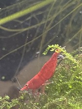Crevettes red cherry d'occasion  Trieux