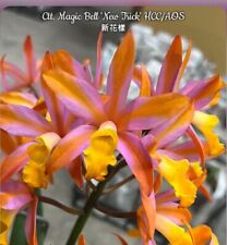 Cattleya magic bell for sale  SHREWSBURY