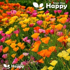 California poppy mix for sale  DONCASTER