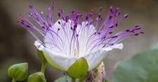 Caper bush seeds for sale  Russell